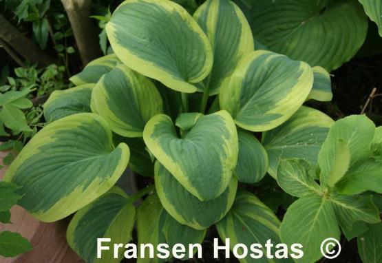 Hosta Elbridge Gerry